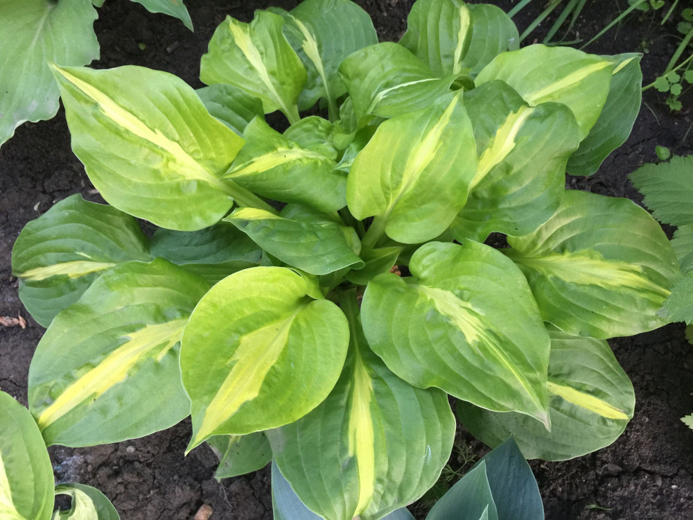 Hosta Mango Tango Rny Kliliom Kir Lykert Vir Ghagyma