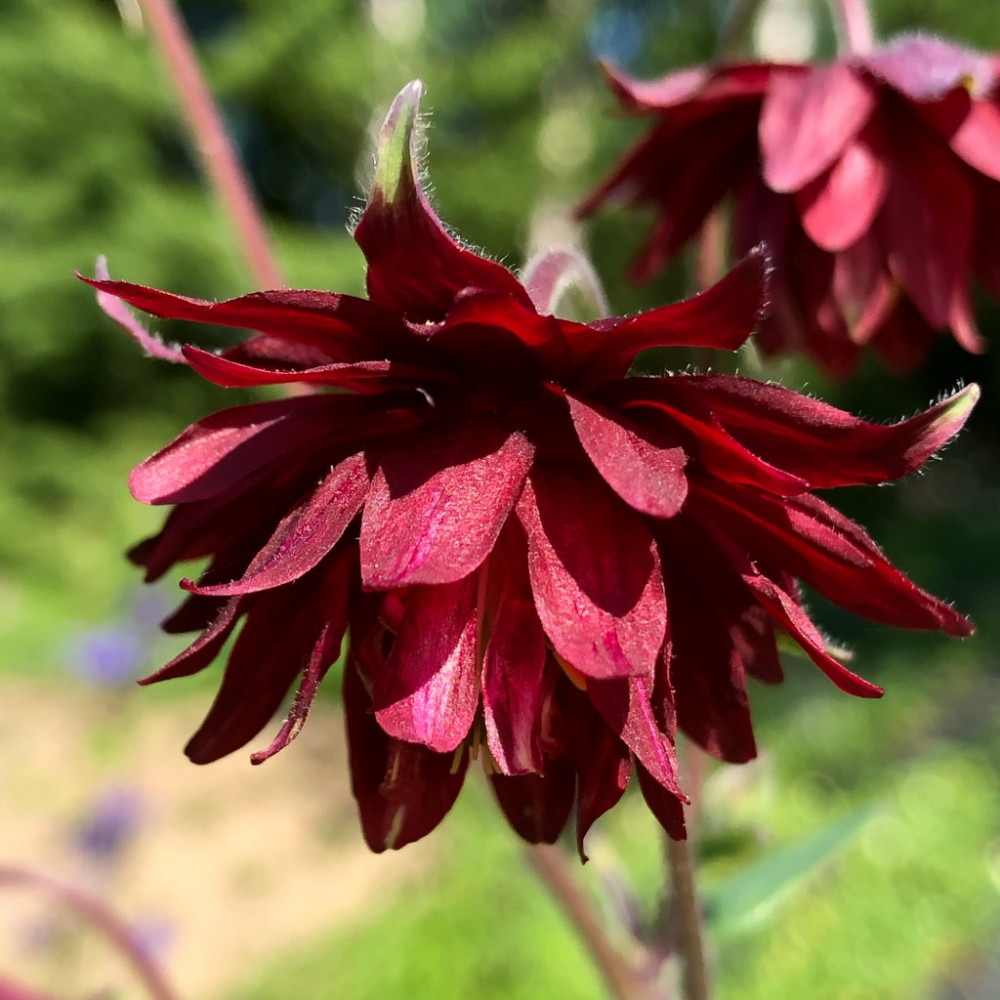 Aquilegia Vulg Bordeaux Barlow Harangl B Ki