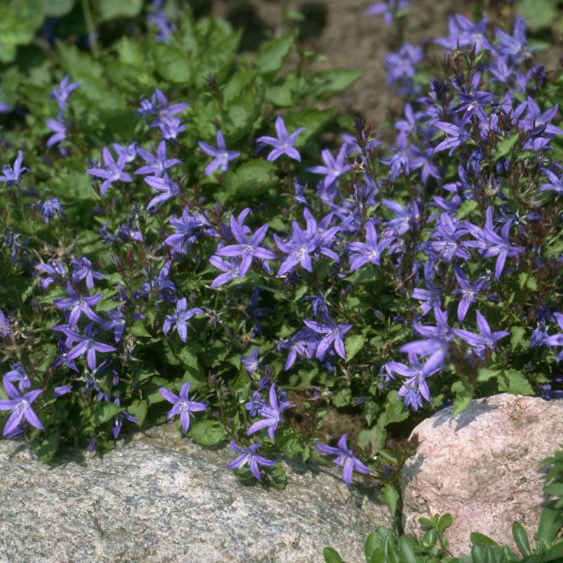 Campanula Poscharskyana Blauranke Balk Ni Harangvir G Ki