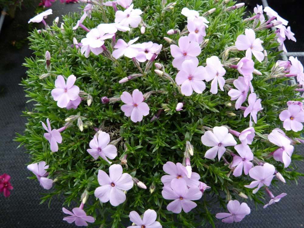 Phlox Douglasii Lilac Cloud T Rpe L Ngvir G