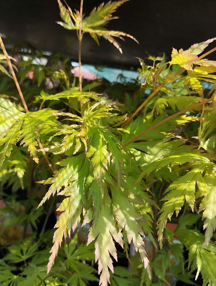 Acer Palmatum Orange Lace Jap N Juhar Kir Ly