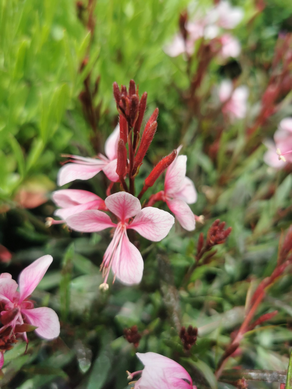 Gaura lindheimeri Passionate Blush Díszgyertya Királyker