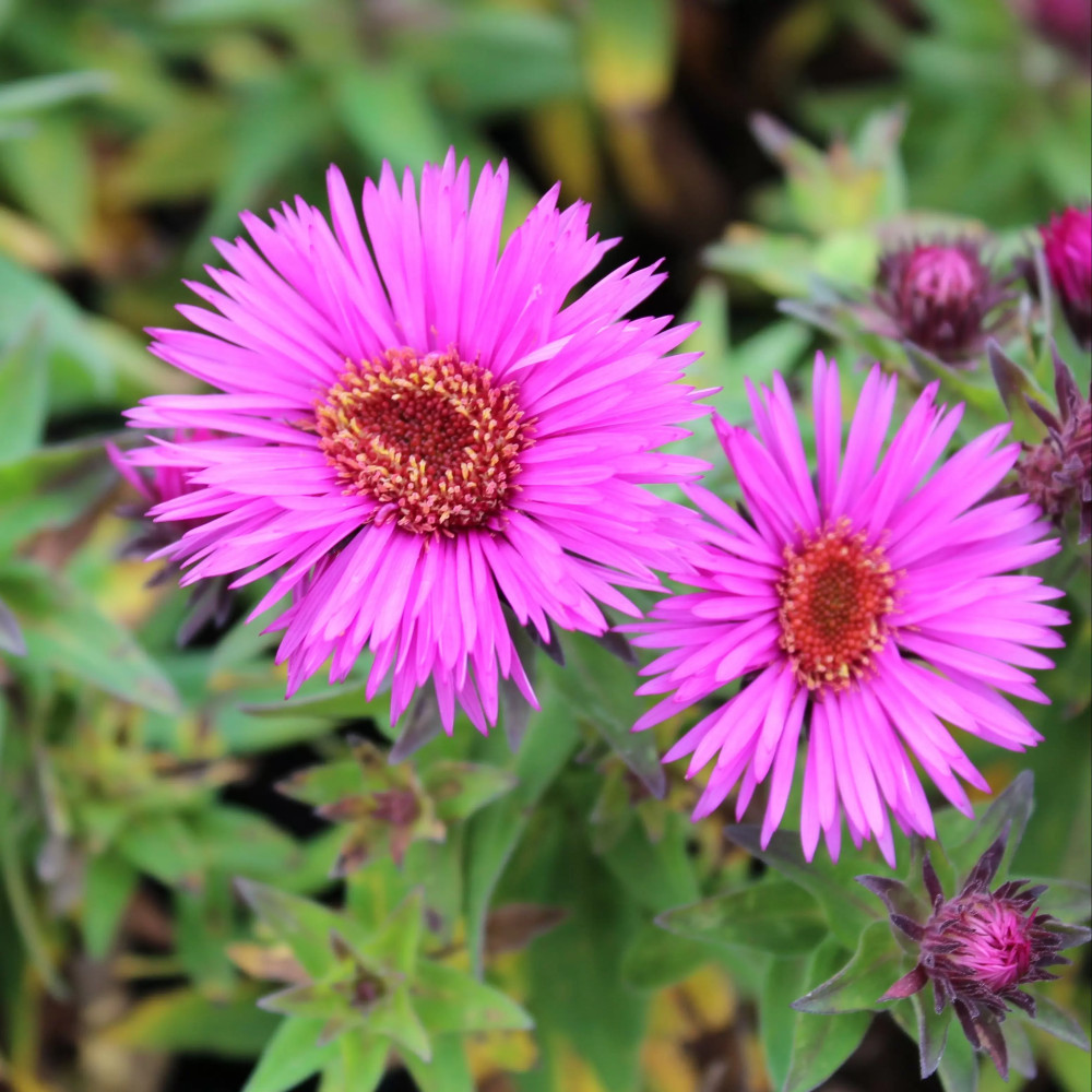 Aster Novae Angeliae Vibrant Dome Vel Szir Zsa Kir Ly