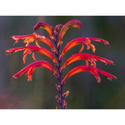 Chasmanthe floribunda Red - Afrikai zászlóvirág