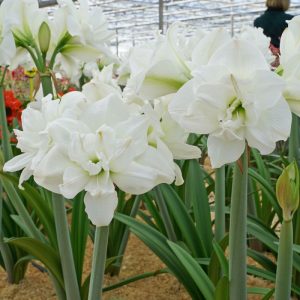 Hippeastrum Akiko (28/+) - Amarillisz