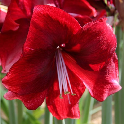 Hippeastrum Daphne - Amarillisz