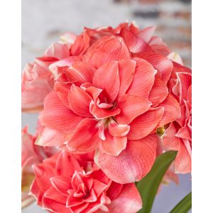 Hippeastrum-039Double-Dream040