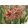 Hippeastrum Exotic Star - Amarillisz