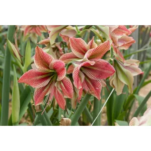 Hippeastrum Exotic Star - Amarillisz