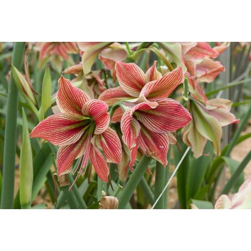 Hippeastrum Exotic Star - Amarillisz