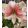 Hippeastrum-039Grandise-Fantasy040