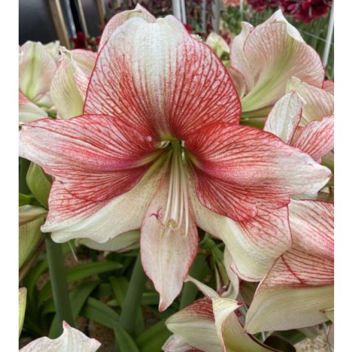 Hippeastrum-039Grandise-Fantasy040