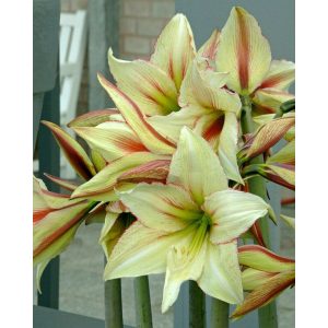 Hippeastrum Green Magic - Amarillisz