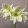 Hippeastrum Lemon Star - Amarillisz