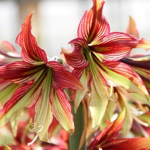 Hippeastrum Mystica - Amarillisz