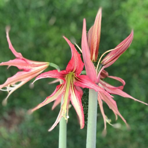 Hippeastrum Quito - Amarillisz