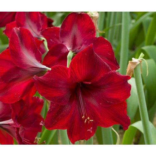 Hippeastrum Red Pearl - Amarillisz