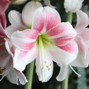 Hippeastrum Rosy Star - Amarillisz