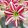 Hippeastrum Santiago - Amarillisz