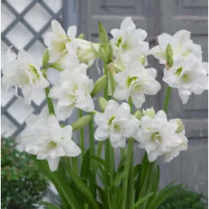 Hippeastrum Sonatini Alasca