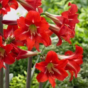 Hippeastrum Sonatini Balentino (14/+) - Amarillisz