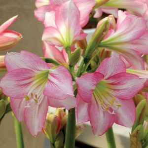 Hippeastrum Sonatini Pink Rascal (14/+) - Amarillisz