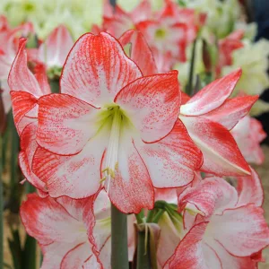 Hippeastrum Spotlight - Amarillisz