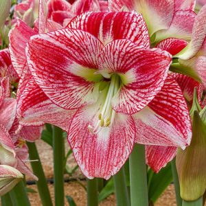 Hippeastrum-039Spotted-Cream040