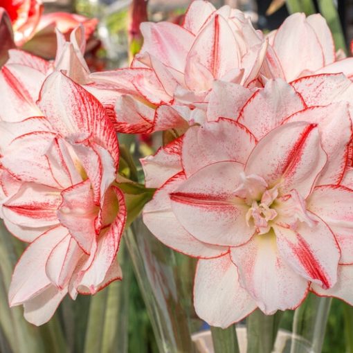 Hippeastrum Striped Amadeus - Amarillisz