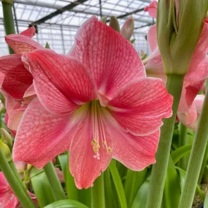 Hippeastrum Sweet Cream - Amarillisz