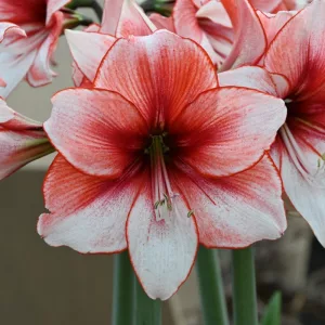 Hippeastrum Temptation - Amarillisz