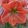 Hippeastrum Terra Cotta Star - Amarillisz