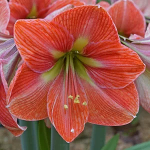 Hippeastrum Terra Cotta Star - Amarillisz
