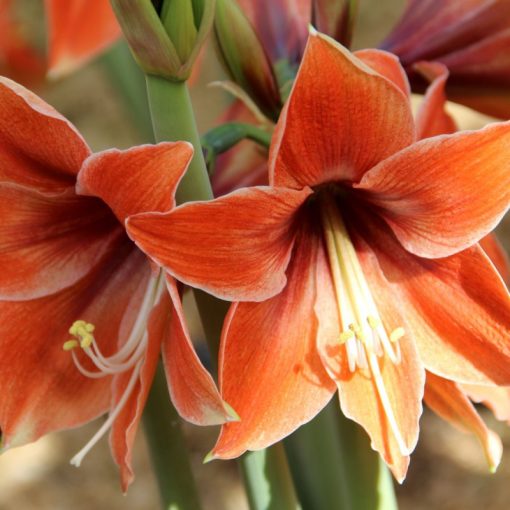 Hippeastrum Tierra - Amarillisz