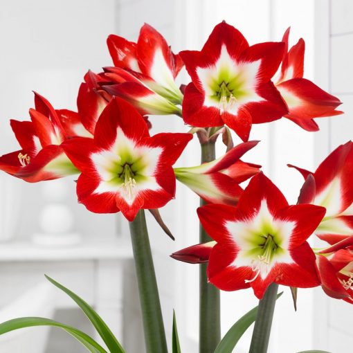 Hippeastrum Trés Chic - Amarillisz