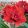 Hippeastrum Velvet Nymph - Amarillisz
