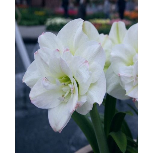 Hippeastrum White Amadeus - Amarillisz