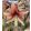 Hippeastrum Wild Amazone - Amarillisz