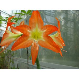 Hippeastrum blossfeldiae - Amarillisz