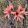 Hippeastrum stylosum - Amarillisz