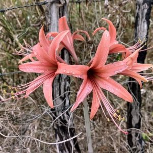 Hippeastrum stylosum - Amarillisz