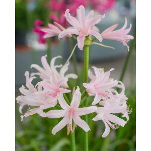 Amarine belladiva Emanuelle