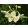 Eucharis amazonica - Nagyvirágú amazonliliom, Örömke