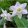 eucharis-grandiflora