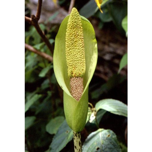 Amorphophallus nepalensis - Óriás kontyvirág