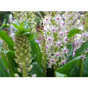 Eucomis comosa - Ananászliliom