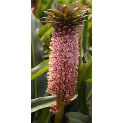 eucomis-comosa-Etanga