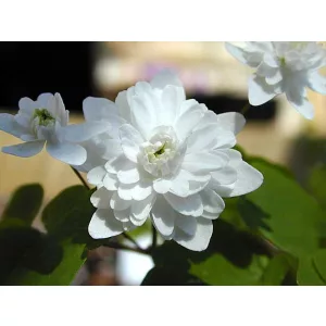anemonella-thalictroides-Double-White