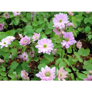 Anemonella thalictroides Kikuzaki Pink