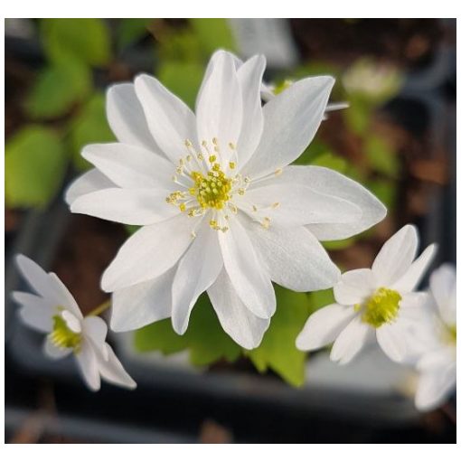 anemonella-thalictroides-Kikuzaki-White